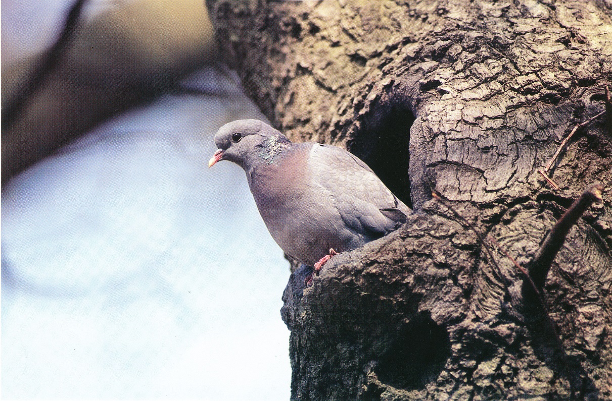 Oiseau du mois: le pigeon Colombin | COWB